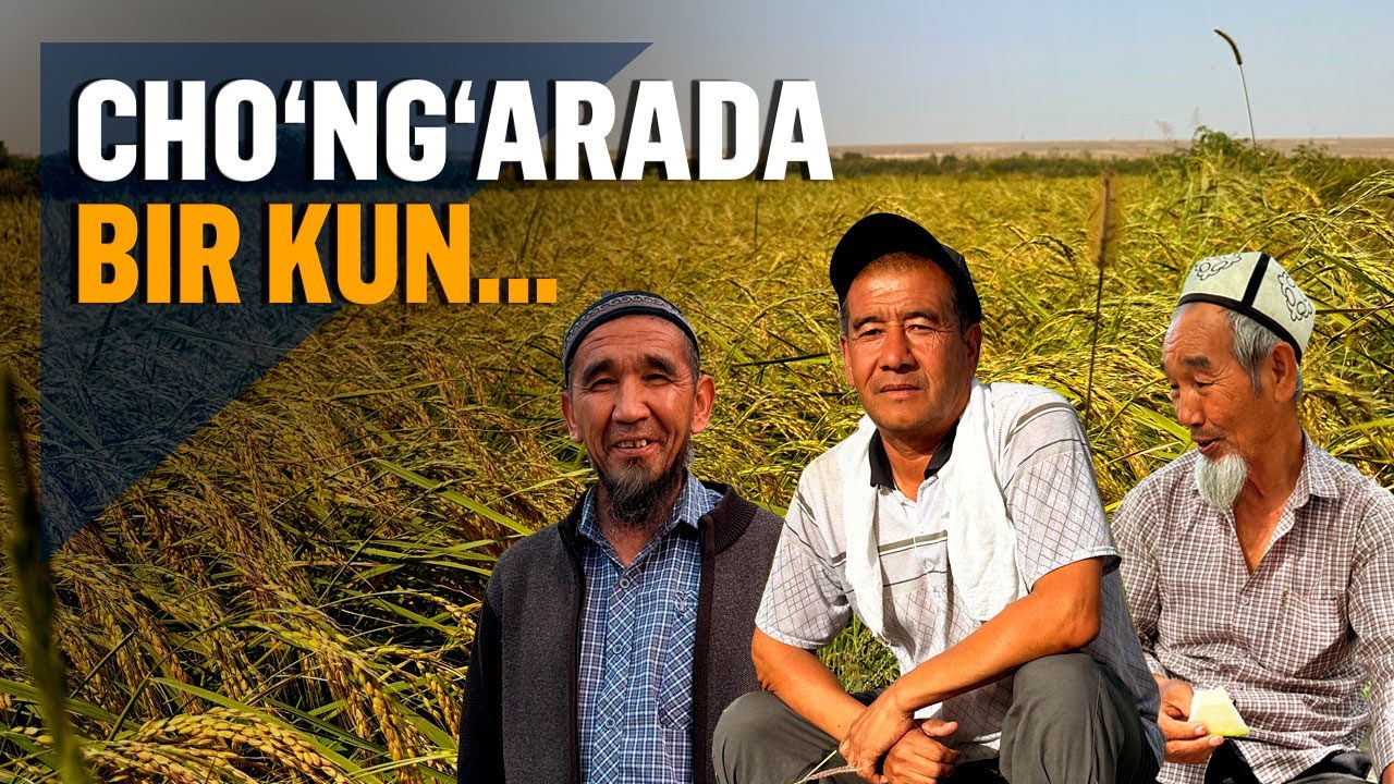 Oramizdagi odamlar: cho‘ng‘aralik sholikor dehqon