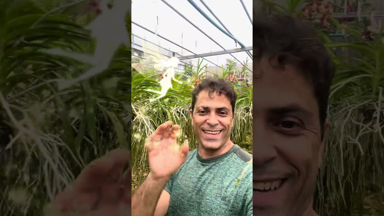 Могут ли семена Ванды различаться по времени цветения?