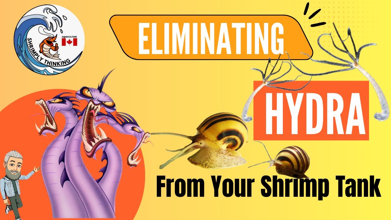 Hydra eliminating snails in shrimp tank  SD 480p