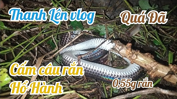 Cấm câu rắn hổ hành 1k2g rắn hổ hành #thanhlenvlog