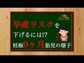 【妊娠9ヶ月】早産リスクを下げよう💪✨妊娠9ヶ月胎児の様子