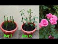 How to grow rose plant from cutting | Grow rose from stem cutting | Propagate rose plant