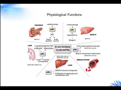 Vídeo: MAPKAPK2: O Principal Regulador Das Proteínas De Ligação Ao RNA Modula A Estabilidade Dos Transcritos E A Progressão Do Tumor