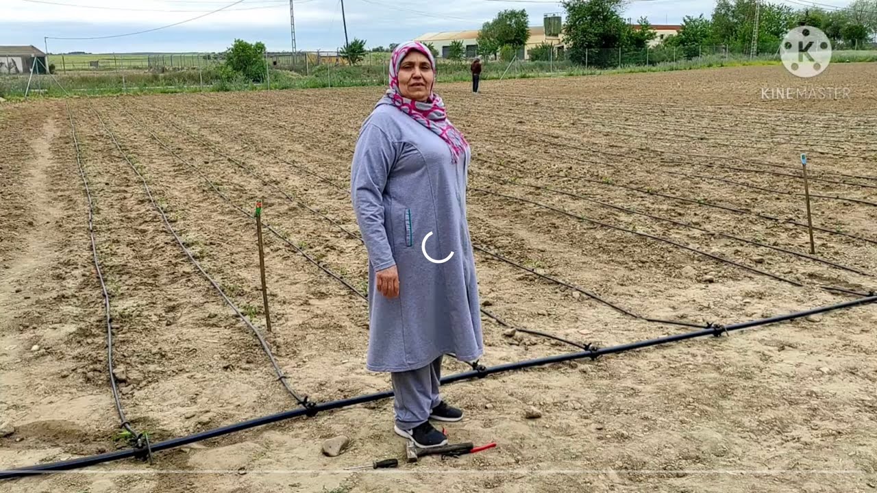 جولة عندنا في الفيرمة و غاتشوفو معانا المراحل باش ركبنا نظام السقي بالتقطير goute à goute