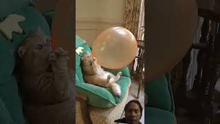 😺😺😺 😺😺😺