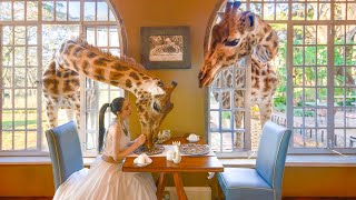 [$5,300/day] Giraffe Manor | A hotel where you can play with giraffes  | Kenya
