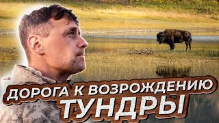 Как современные животные помогают человеку воссоздать климат мамонтовой тундры