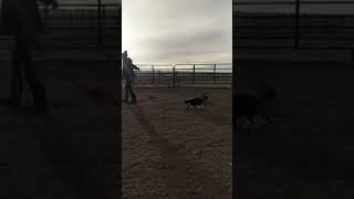 Barn Cats Playing With Lunge Whip