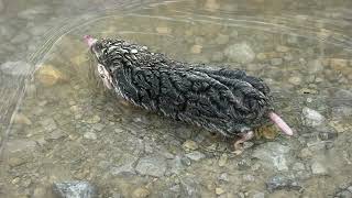 Mole Trying To Escape Flood Water