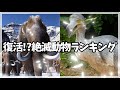 復活の可能性がある絶滅動物ランキング