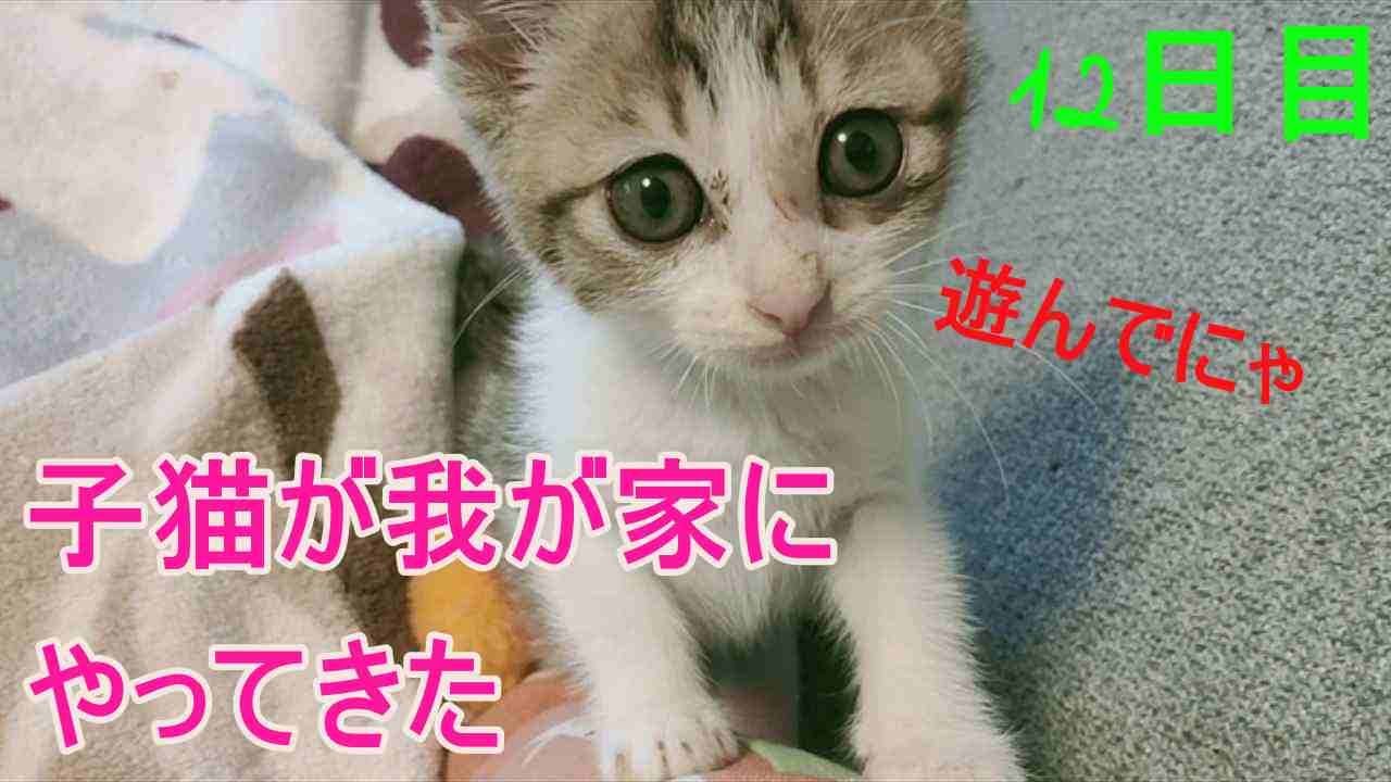 12日目】我が家に子猫がやってきた。フクの猫風邪(ヘルペス)経過報告