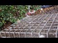 Releasing an opossum