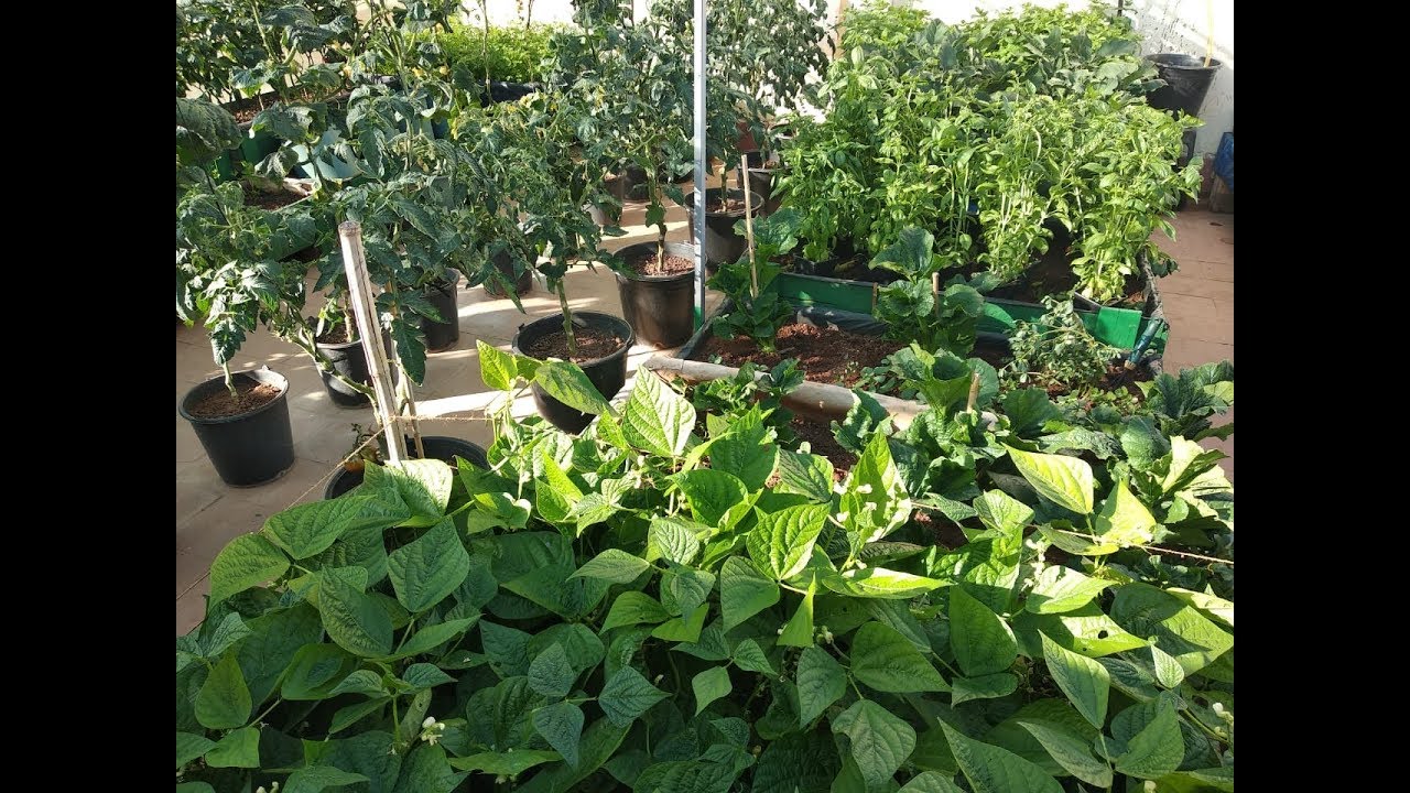 جولة في مزرعتي الصغيرة فوق السطح لشهر فبراير 2019