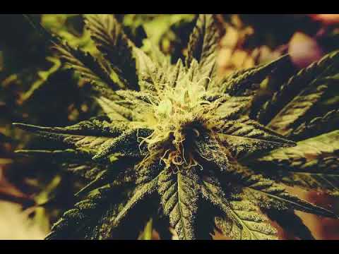 ❤ Жизнь моя марихуана ❤