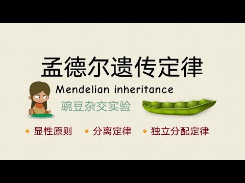 高中生物 孟德尔遗传定律 Mendelian Inheritance | 豌豆杂交实验 | 遗传法则 - 分离定律、独立分配定律