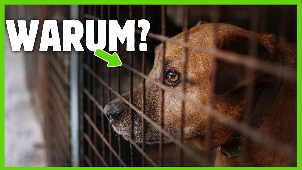 Tierschutzhund adoptieren: Was du VORHER wissen musst!