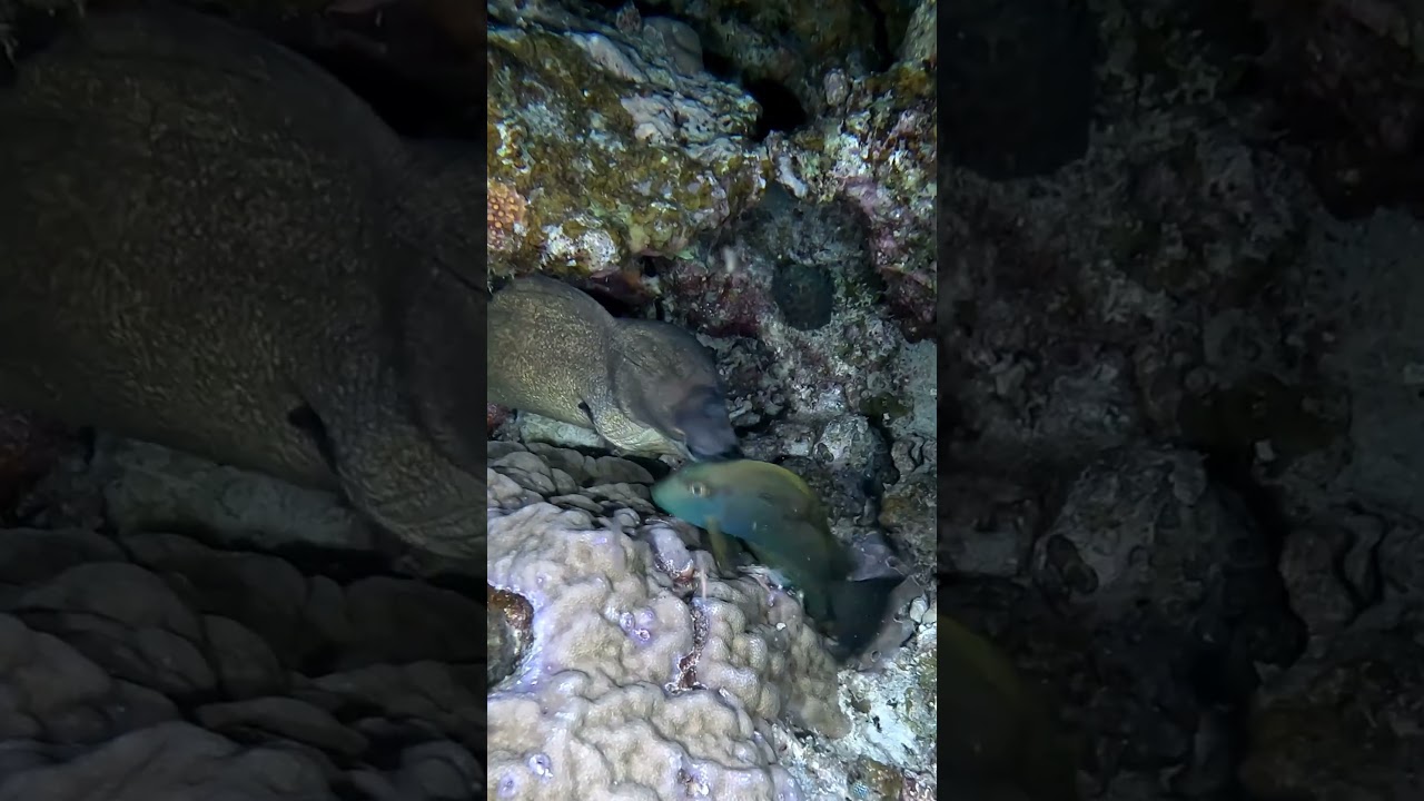 Moray Eel almost gets dinner 