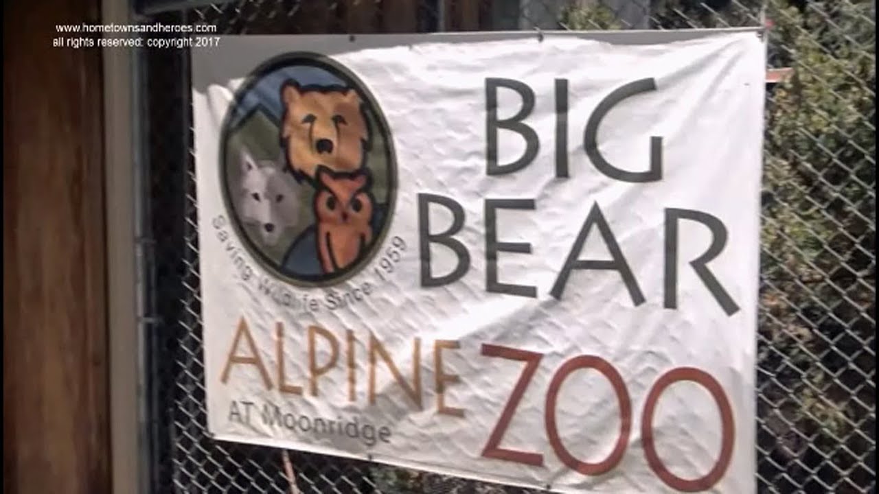 ALPINE BIG BEAR ZOO, Ca. , SNOW LEOPARDS AND GRIZZLY BEARS YouTube