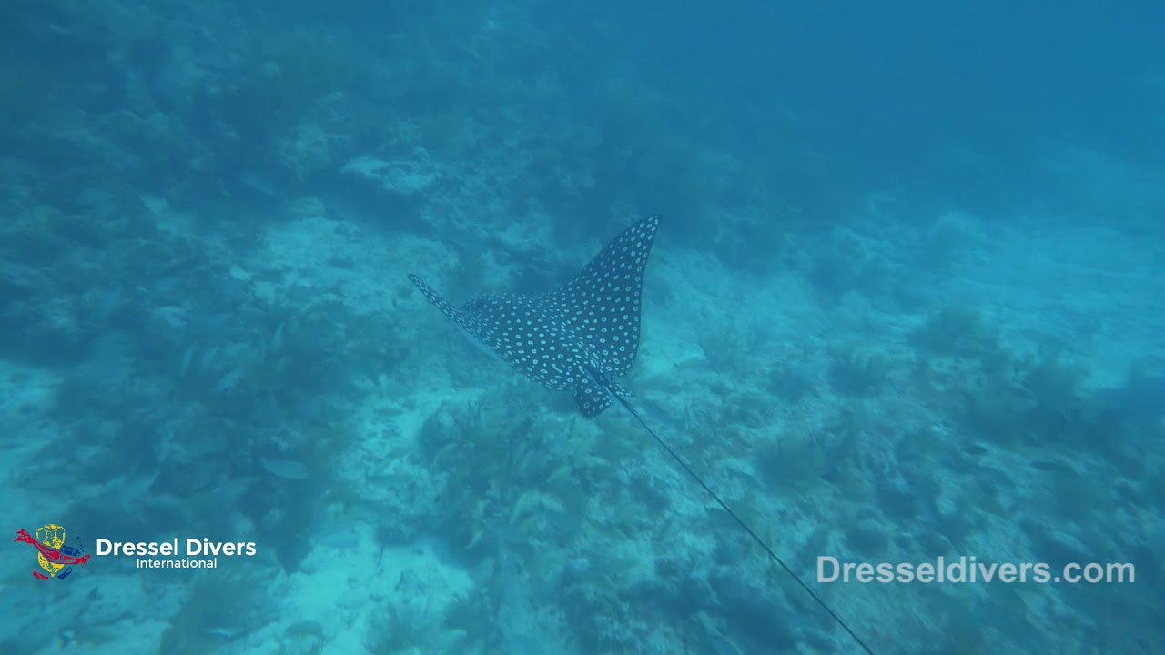 Diving in PLAYA PARAISO (RIVIERA MAYA) June 7, 2019 (Dressel Divers) YouTube