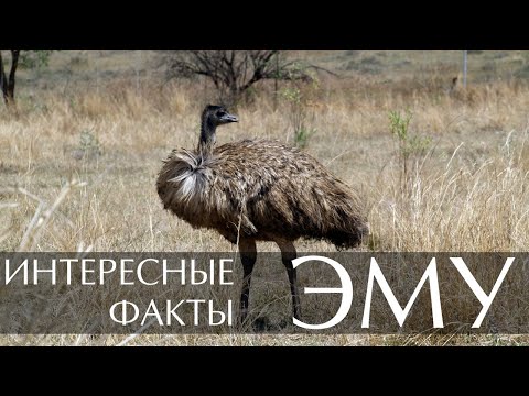 Видео: Где живет эму?