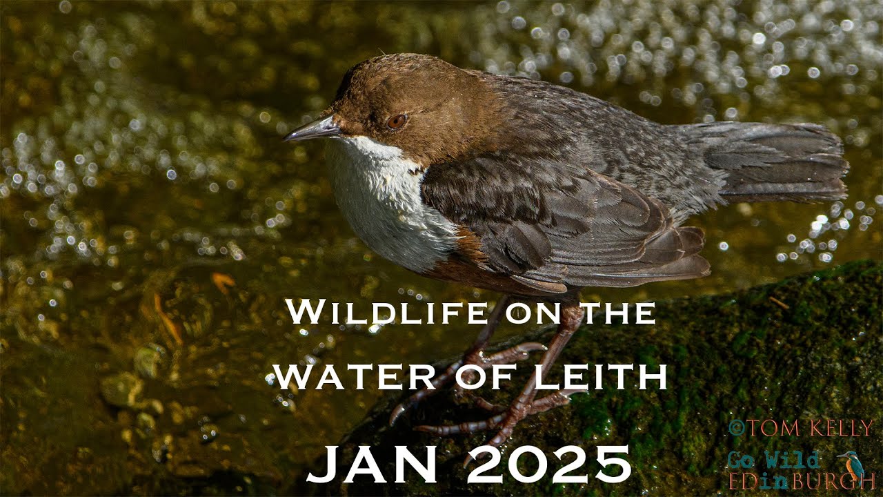 Wildlife on the Water of Leith - January 2025