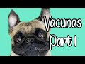 VACUNAS EN PERROS PARTE 1