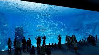 Visite à  Nausicaa - Le plus grand aquarium d'Europe à Boulogne-sur-mer
