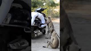 cute animal love with human😘😘💯🥰 #reelsinstagram #viral #short #ashishjii #love #reels #trending