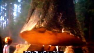 MacMillan Bloedel Stock Footage