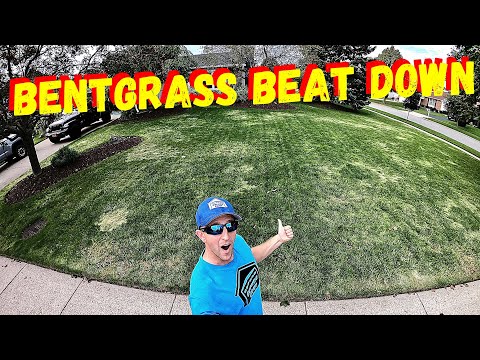 Vídeo: Managing Creeping Bentgrass – Livrando-se de Creeping Bentgrass em gramados