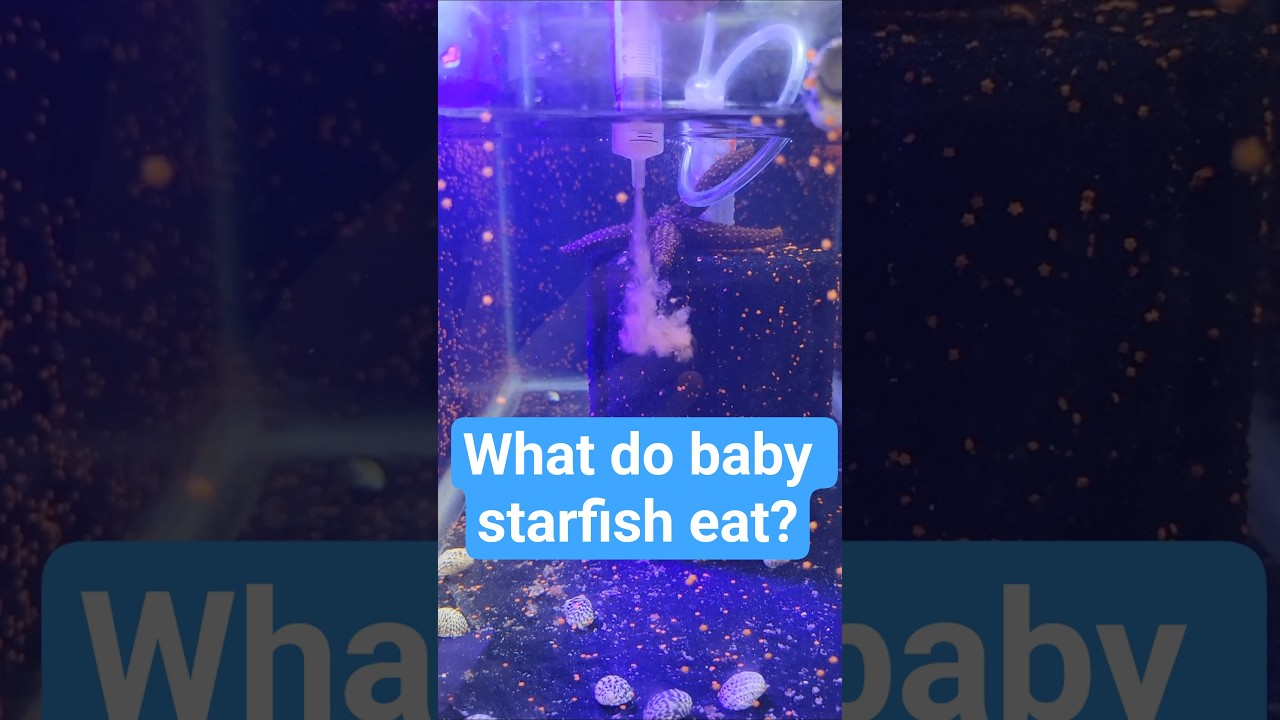 feeding baby starfish!!!! #aquarium #reeftank #reef #fishtank