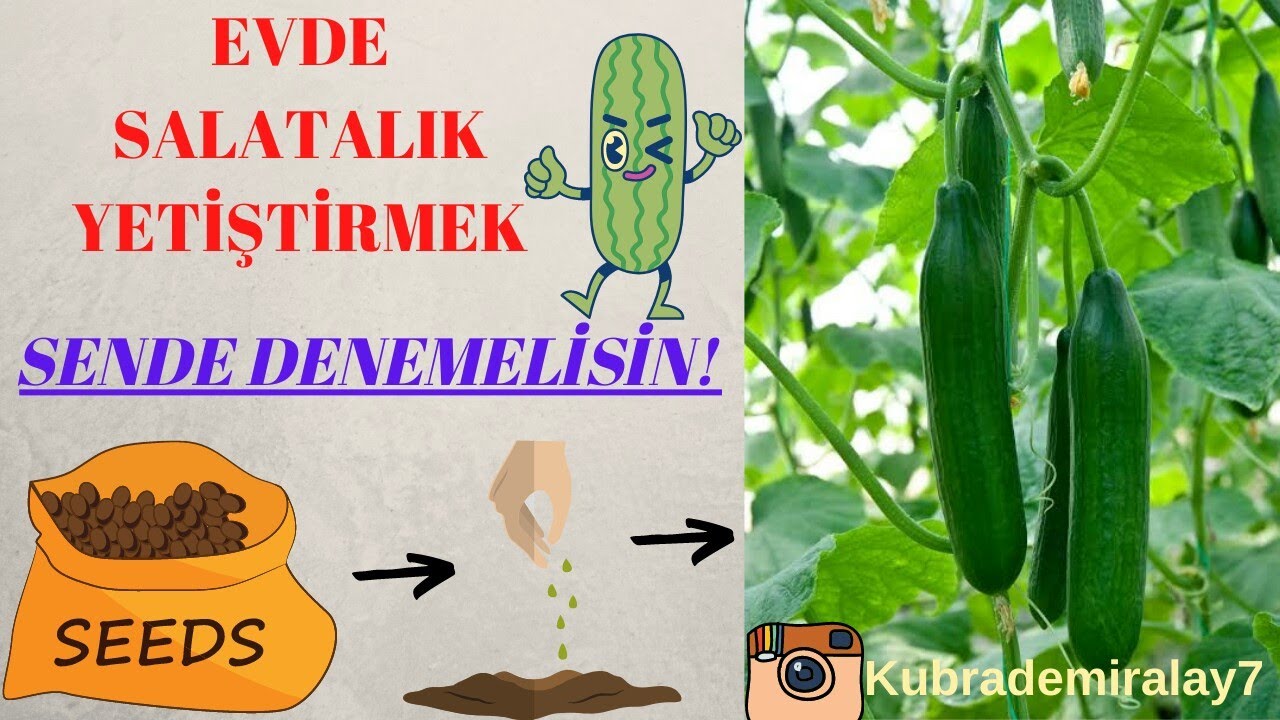 evde salatalik yetistirmek youtube