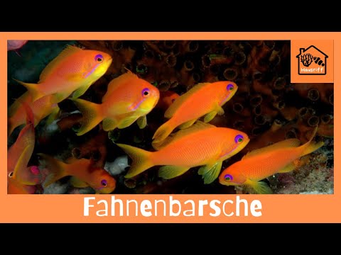 Video: Warum ist die Riffbarsch wichtig?