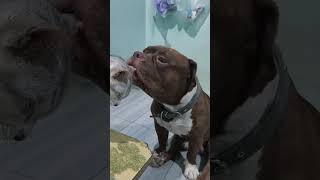 #dog #bulldog #doglover