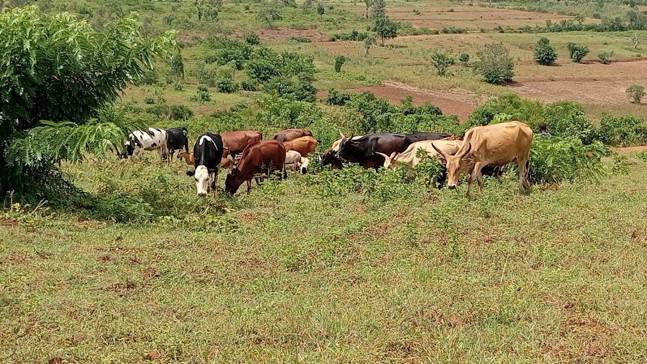 Mutabare ubuso 6000sqm haragurishwa 6.5M Bugesera Kamabuye Banguka 0785355082