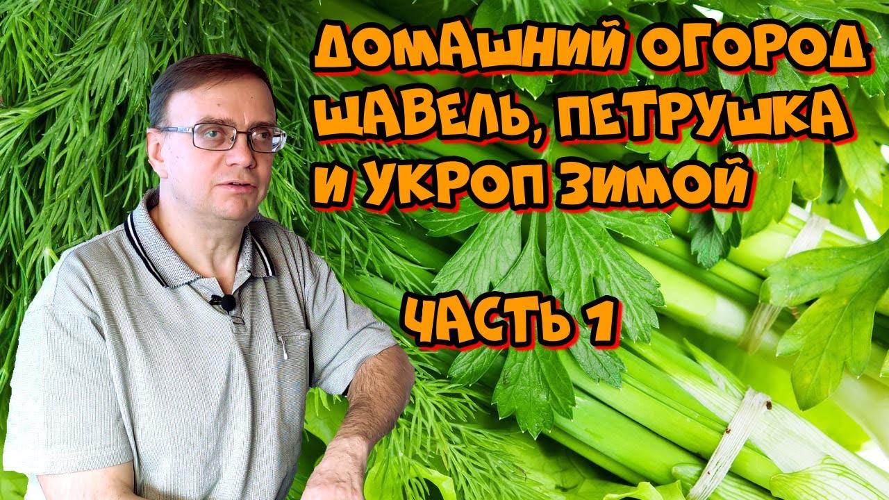 Домашний огород Щавель, петрушка и укроп зимой Часть 1 - YouTube