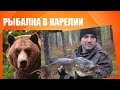 #Karelia Рыбалка в Карелии Медведица 🐻 атакует оленей,  мы стали очевидцами заплыва...Охота с хаски.