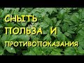 А вы думали это просто сорняк? Сныть полезные свойства и противопоказания.