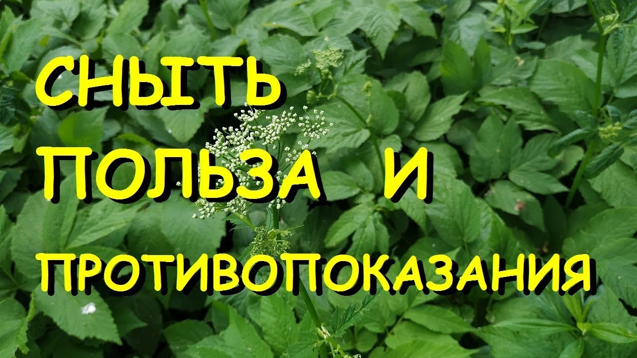 Сныть обыкновенная польза для организма. Лечебная трава сныть. Сныть трава полезные. Сныть обыкновенная лекарственные. Сныть обыкновенная польза и вред для здоровья.