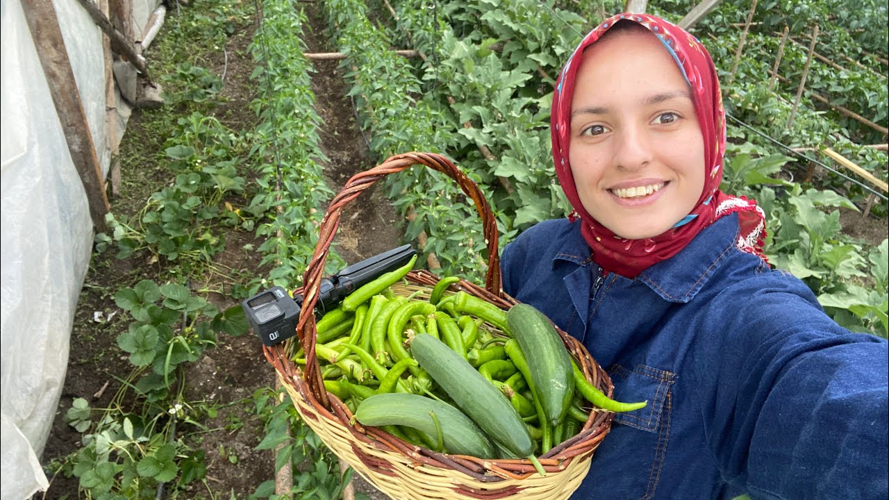 SERADAN İLK SEBZELERİ TOPLADIM💯1 TONLUK PAŞA VE ATIN SON DURUMU