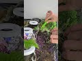 Removendo chia da minha mesa terrário e como ela cresceu em timelapse #chia #terrario #plantas