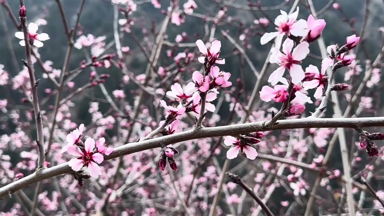 Бадам гулдоп баштады#Миндаль#