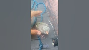 DARNI SAPALA? Dapat anak burung punai 😎