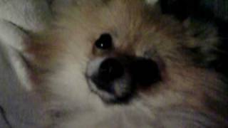 CIMG1409.AVI El perro de mi vecina!