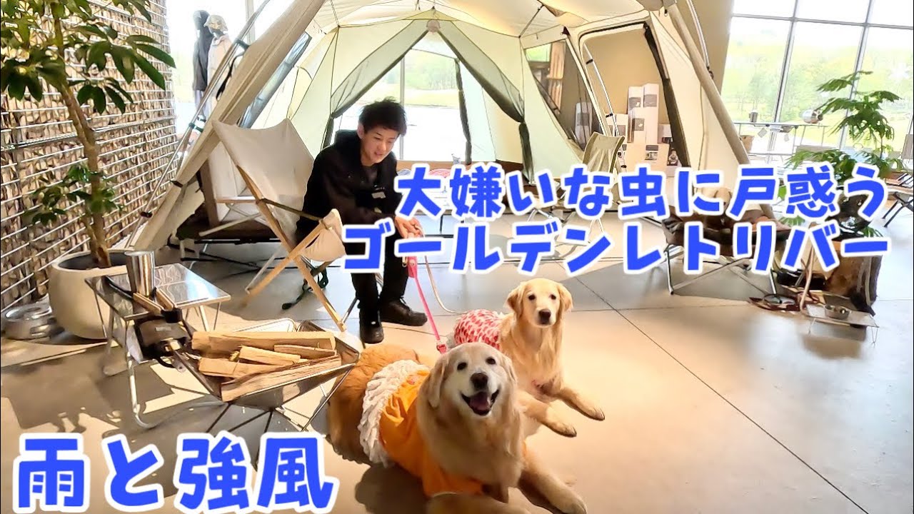 【大雨旅2】雨と強風！嵐の楽園の過ごし方　大嫌いな虫に戸惑うゴールデンレトリバー