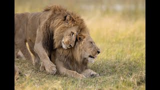 Relaxed pride of lions, Okavango Delta, Botswana, 4K 100fps