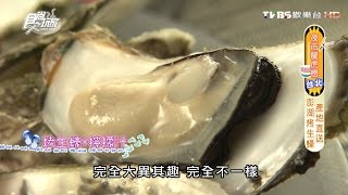 【食尚玩家】菊島烤生蠔！澎湖產地直送