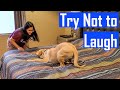 Compilation of My Labrador Puppy Playing and Enjoying But Seriously Who Plays Like This?