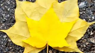 Kız Çocuk Cenâzesi İçin Cenâze Duâsı Nasıl Yapılır? (3 Tekrar) #vefat #ölüm #dua #kabir #mezar #din