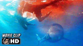 SHARK BAIT Clip - \\